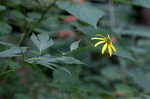 Cutleaf coneflower